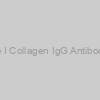 Rat Anti-Chick Type I Collagen IgG Antibody Assay Kit, (OPD)
